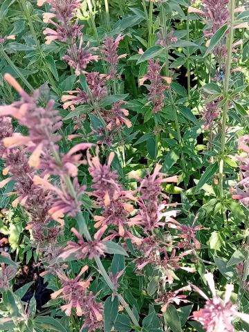 Agastache hybride 'Kolibri'