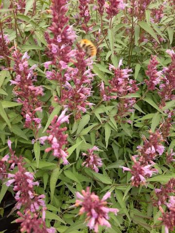 Agastache hybride 'Linda'