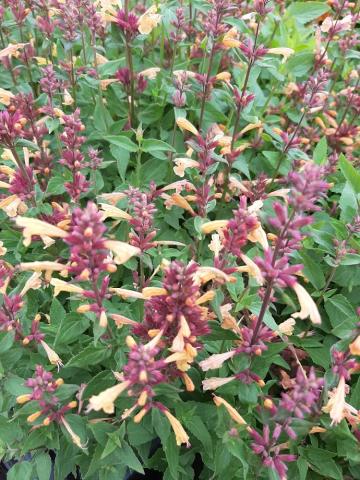 Agastache hybride 'Mango Tango'