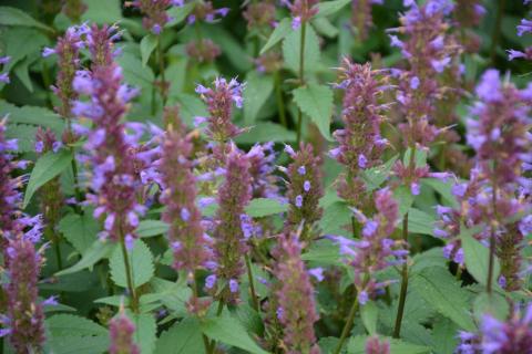 Agastache hybride 'Purple Haze'