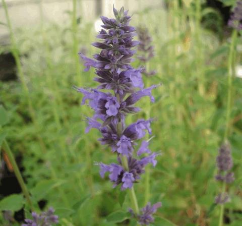 Agastache hybride 'Serpentine'