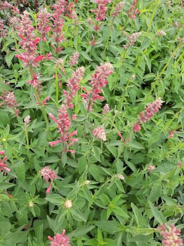 Agastache mexicana 'Red Fortune' ®