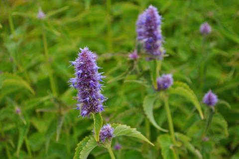 Agastache rugosa