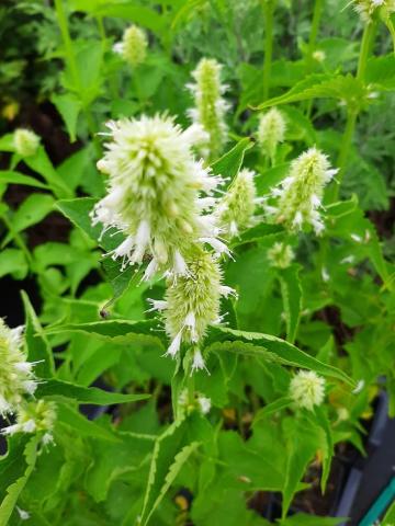 Agastache rugosa 'Alabaster'