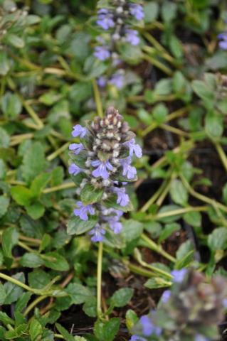 Ajuga reptans