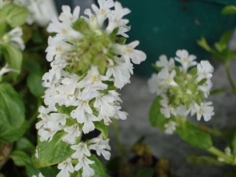 Ajuga reptans 'Alba'