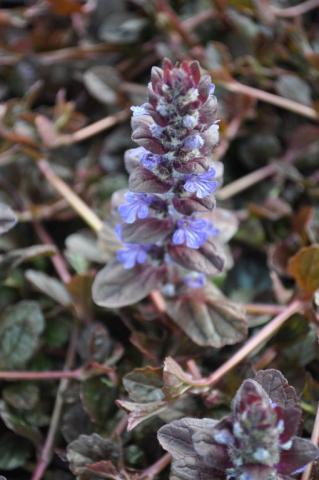 Ajuga reptans 'Atropurpurea'