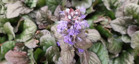 Ajuga reptans 'Braunherz'