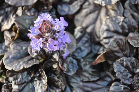 Ajuga reptans 'Black Scallop' (PBR)