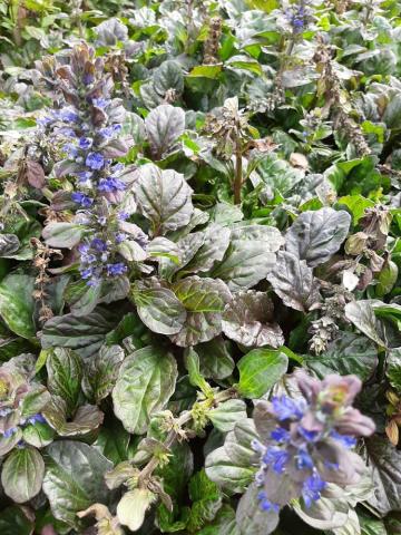 Ajuga reptans 'Catlin's Giant'