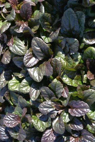 Ajuga reptans 'Mahogany'