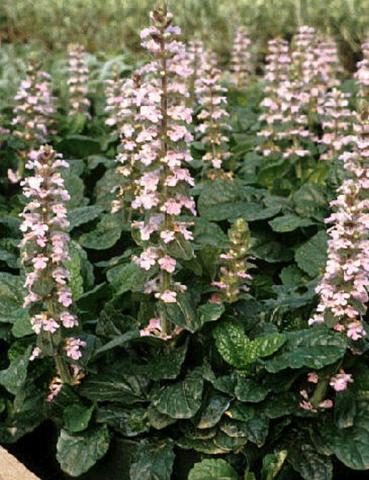 Ajuga reptans 'Purple Torch'