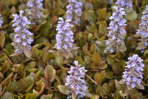 Ajuga reptans 'Rainbow'