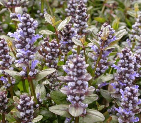 Ajuga tenorii 'Valfredda'