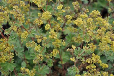 Alchemilla erythropoda