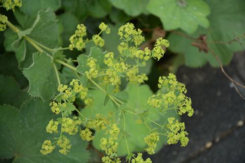 Alchemilla mollis