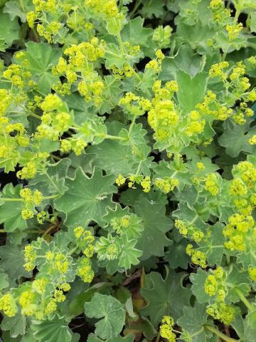 Alchemilla mollis 'Robustica'