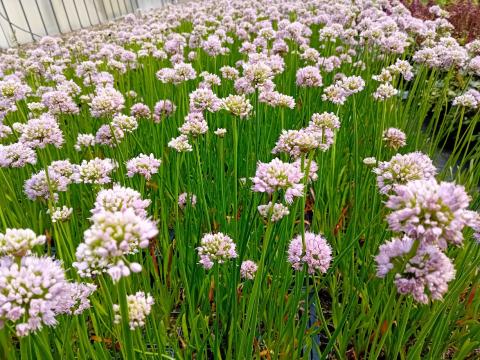 Allium hybride 'Summer Beauty'