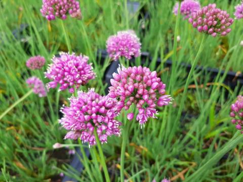 Allium senescens 'Lisa Blue'