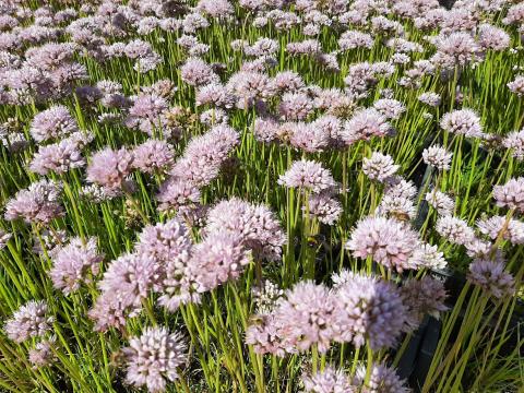 Allium senescens 'Lisa Green'