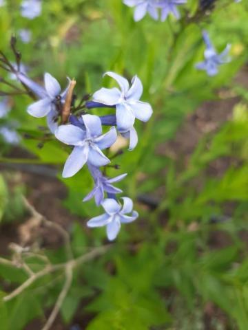 Amsonia hybride 'Blue Ice'