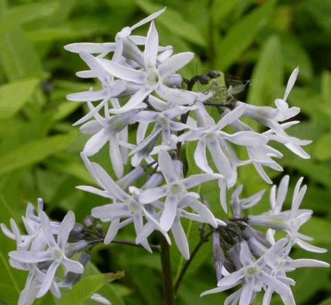 Amsonia tabernaemontana