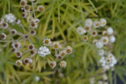 Anaphalis margaritacea 'Neuschnee'