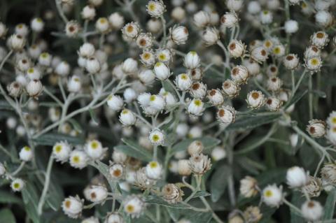 Anaphalis triplinervis 'Sommerschnee'