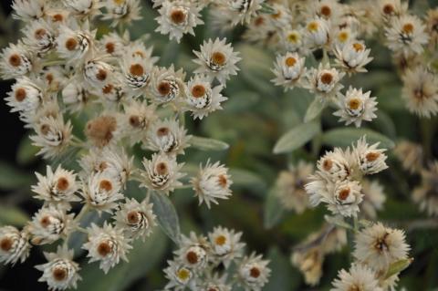 Anaphalis triplinervis 'Silver Wave'