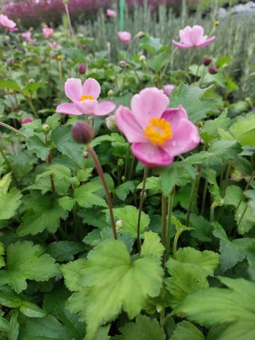 Anemone hupehensis 'Little Princess' (PBR)