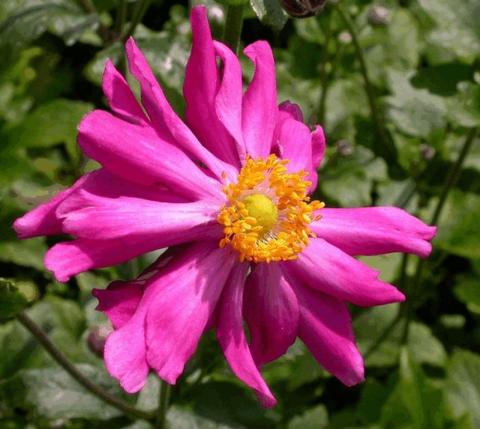 Anemone hupehensis 'Prinz Heinrich'