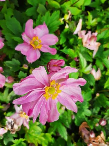Anemone hupehensis 'Pocahontas' (PBR)