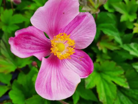 Anemone hupehensis 'Praecox'