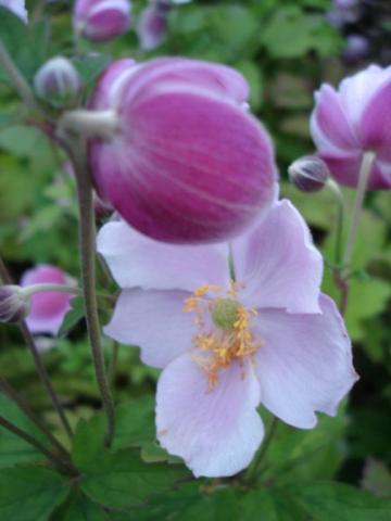 Anemone hupehensis 'September Charm'