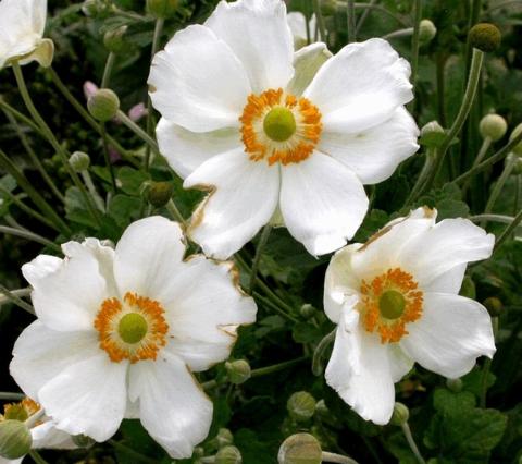 Anemone hybride 'Andrea Atkinson'