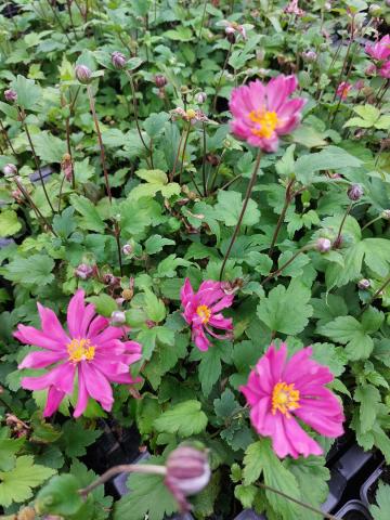 Anemone hybride 'Bressingham Glow'