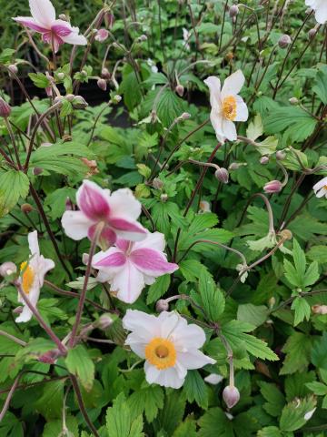 Anemone hybride 'Dainty Swan' ®