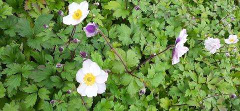 Anemone hybride 'Dreaming Swan' ®