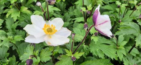 Anemone hybride 'Elfin Swan' ®