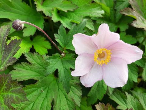 Anemone hybride 'Hadspen Abundance'