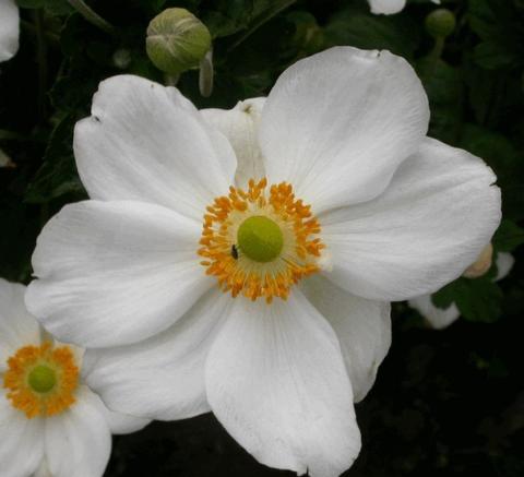 Anemone hybride 'Honorine Jobert'