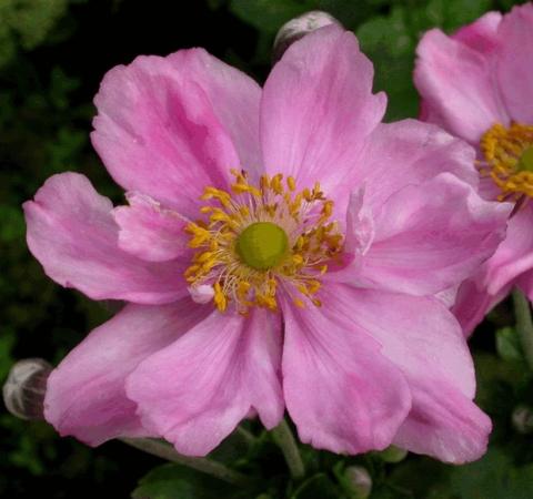 Anemone hybride 'Königin Charlotte'