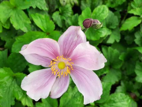 Anemone hybride 'Lorelei'