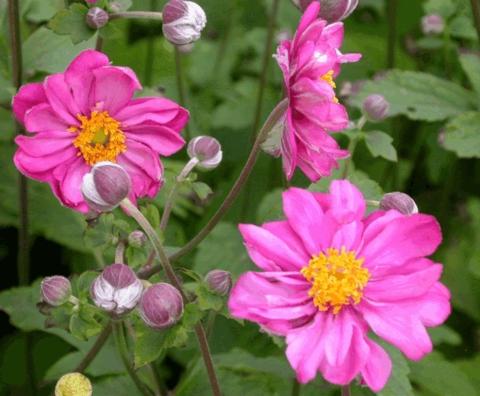 Anemone hybride 'Margarete'