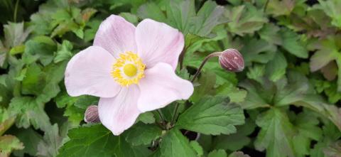 Anemone hybride 'Ouverture'