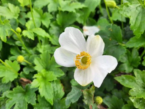 Anemone hybride 'Pretty Lady Maria' (PBR)