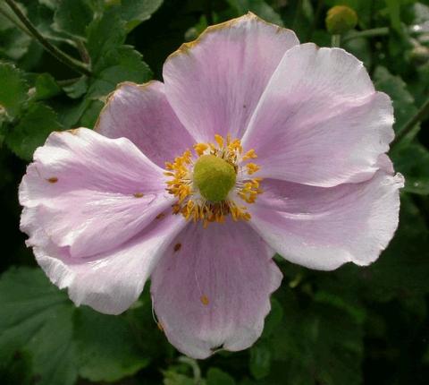 Anemone hybride 'Richard Ahrens'