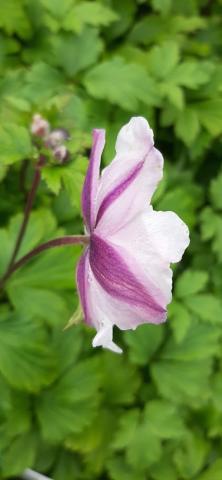 Anemone hybride 'Ruffled Swan' ®