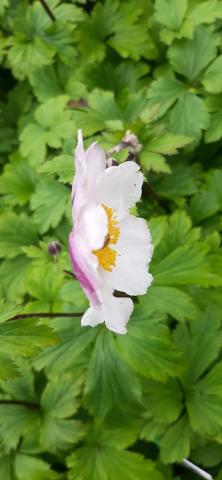 Anemone hybride 'Ruffled Swan' ®