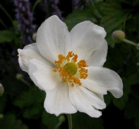 Anemone hybride 'Whirlwind'